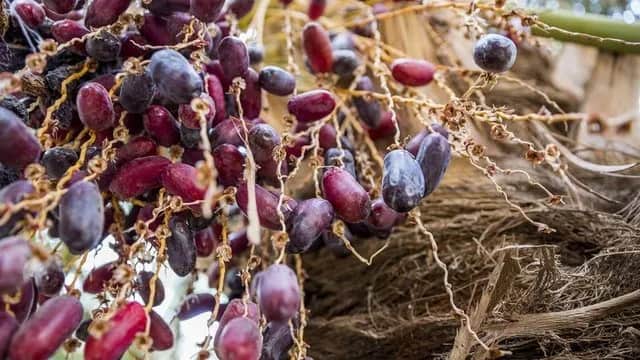 تصویر 4 از خرما مضافتی خوشه ای در اندازه های مختلف